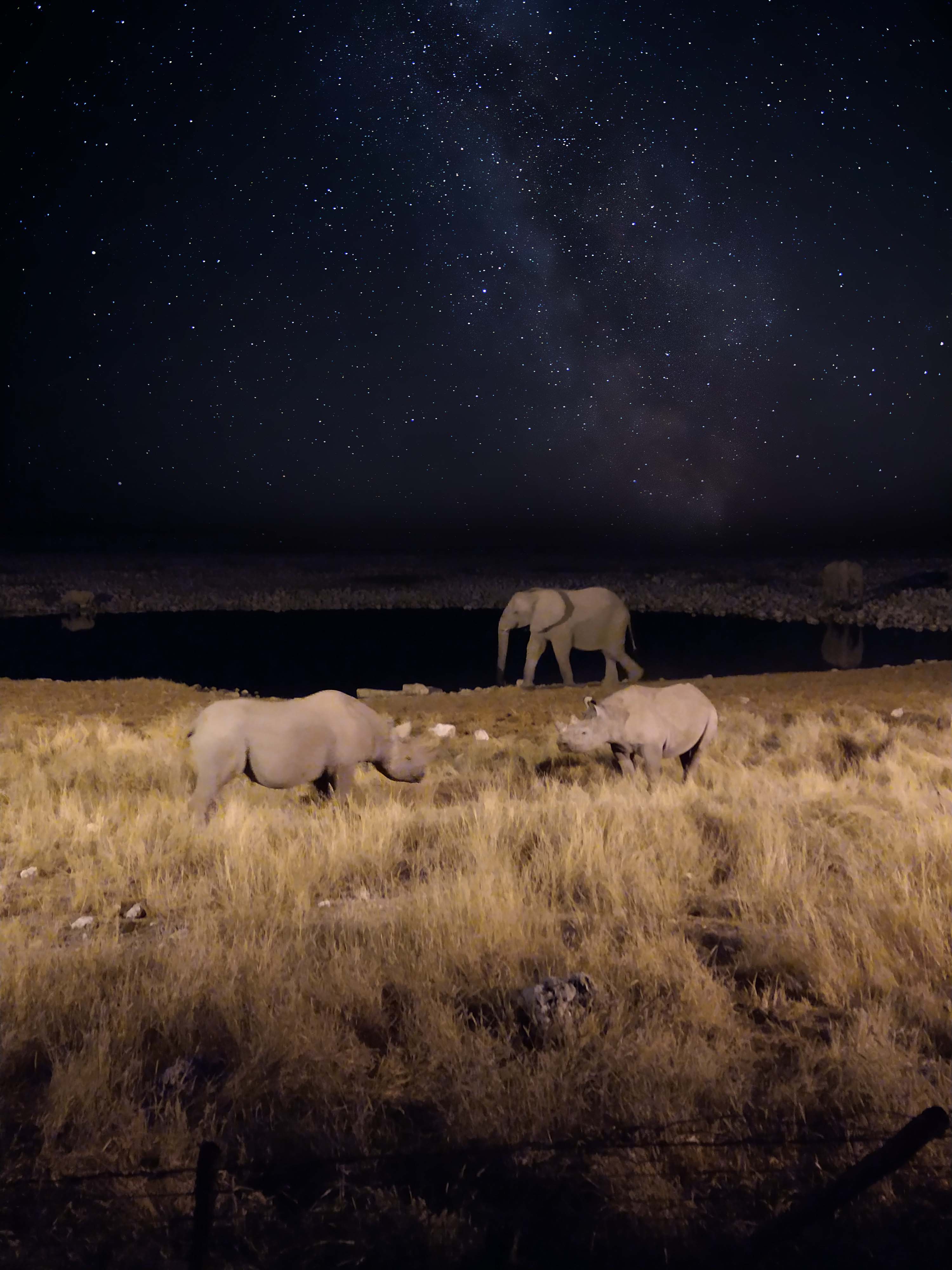 Photographie retouchée, éléphant sous ciel étoilée